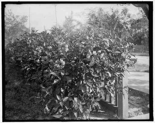 Hibiscus blossoms, West Palm Beach, Fla.