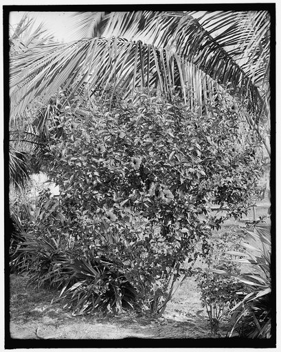 Hibiscus, city park, West Palm Beach, Fla.