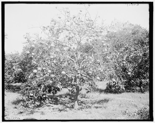 Grape fruit tree, Palm Beach, Fla.