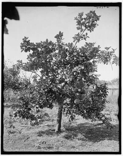 Grape fruit, Palm Beach, Fla.