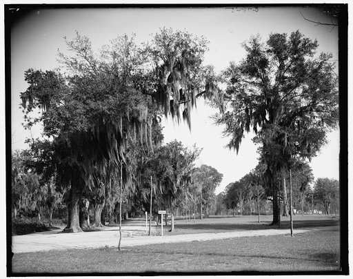 Avenue of oaks, Bonaventure Cemetery, Savannah, Ga.