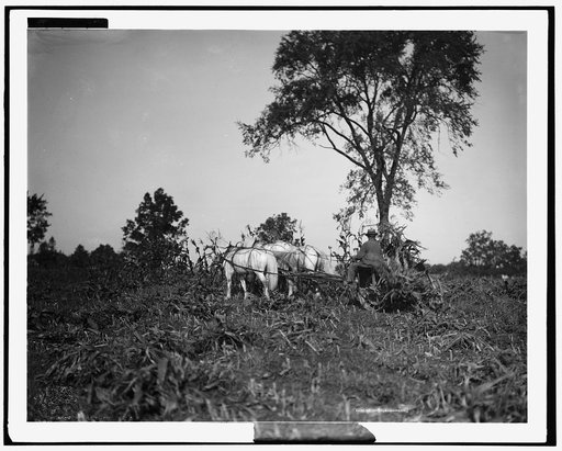 Cutting corn
