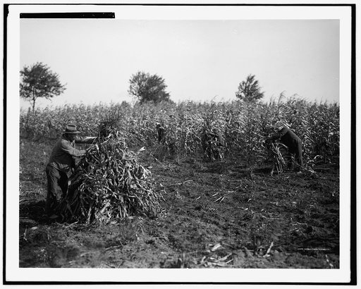 Cutting and binding corn by hand