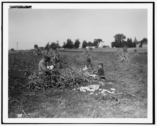 Husking corn