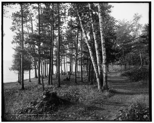 Birches and pines, Presque Isle [Park], Marquette, Mich.