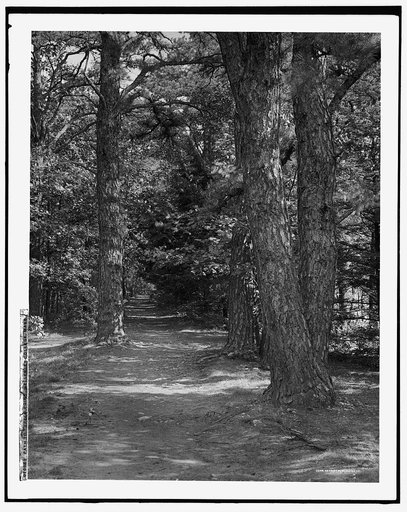 Path to Tupelo Point, Wellesley College, Mass.