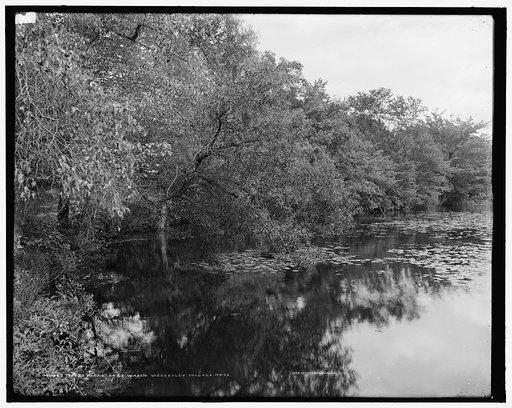 Trees along Lake Waban, Wellesley College, Mass.