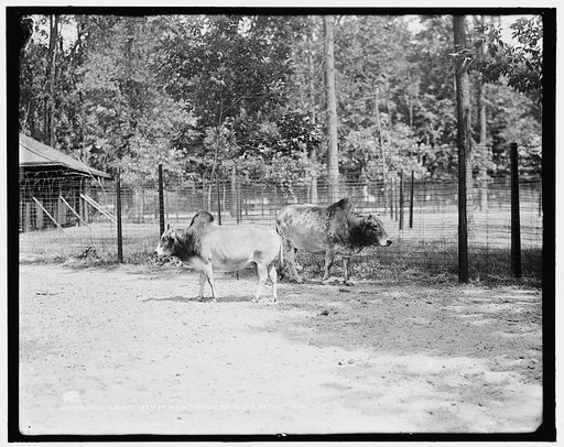 Zebu, sacred oxen of India, the zoo, Belle Isle [Park], Detroit, Mich.