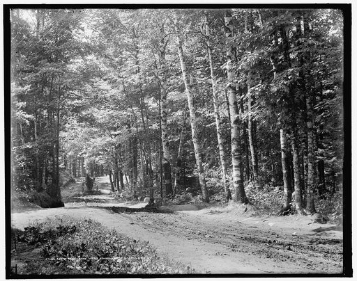 A Path through the woods, station road, Lake Placid, N.Y.