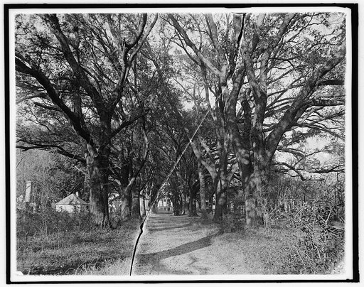 The Hermitage, avenue of oaks, Savannah, Ga.