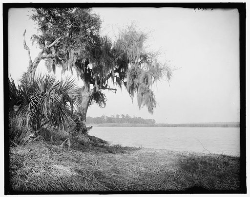 Wilmington River at Bonaventure, Savannah, Ga.