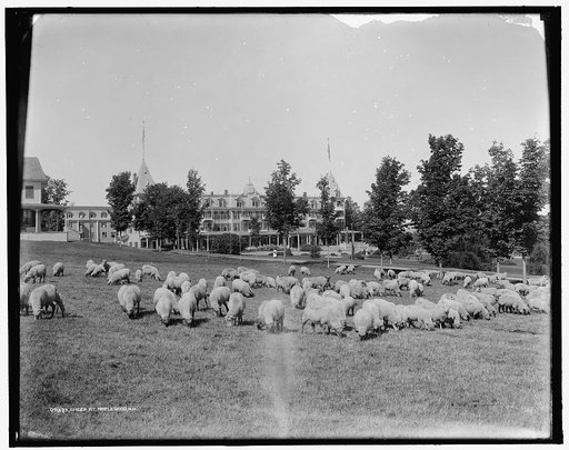 Sheep at Maplewood, N.H.