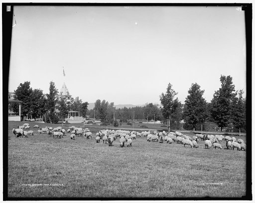 Sheep at Maplewood, N.H.