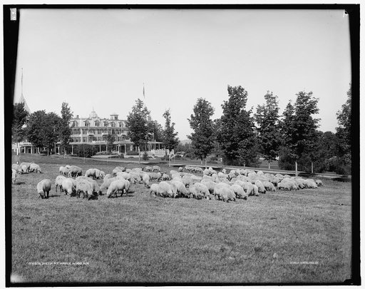 Sheep at Maplewood, N.H.