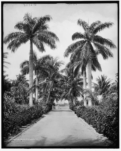 Royal palms, [Clarke Avenue], Palm Beach, Fla.