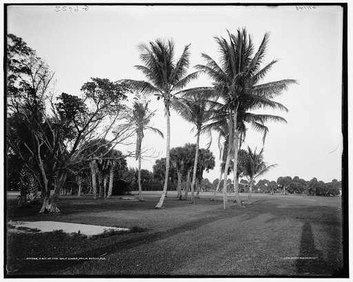 A Bit of the golf links, Palm Beach, Fla.