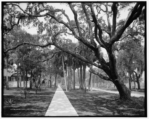 Cedar Street, Daytona, Fla.