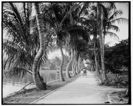 Along the shore of Lake Worth, Palm Beach, Fla.