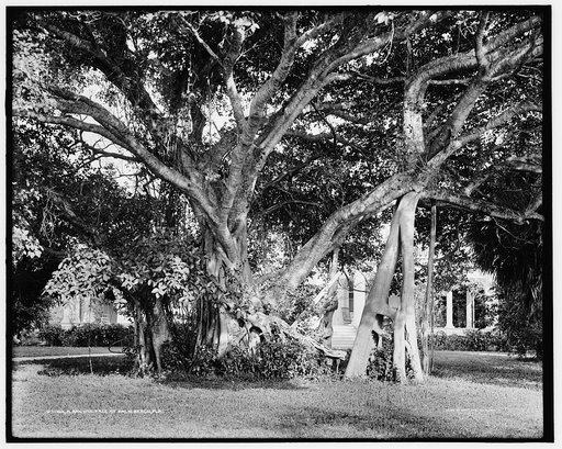 A Banyan tree at Palm Beach, Fla.