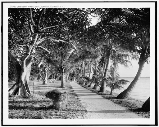 Lake Worth through cocanut [i.e. coconut] trees, Palm Beach, Fla.