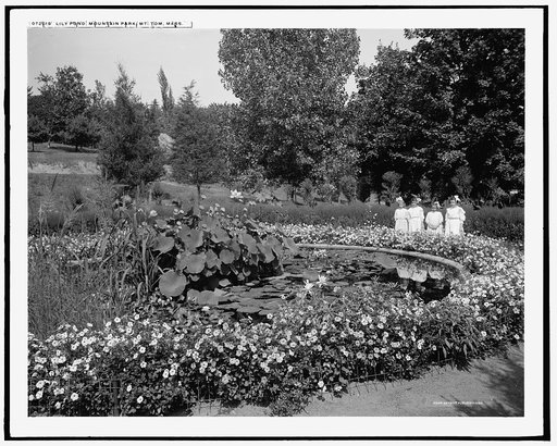 Lily pond, Mountain Park, Mt. Tom, Mass.
