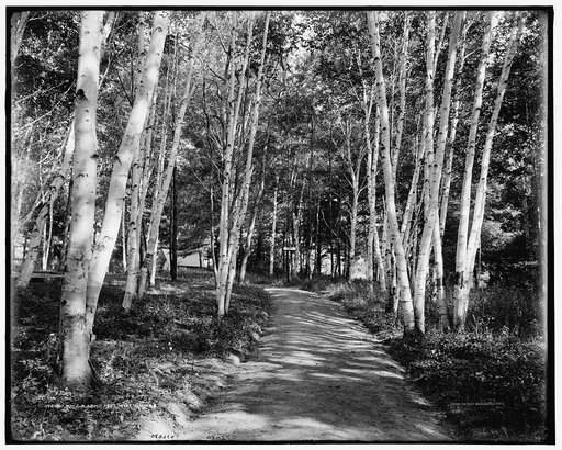 Y.M.C.A. camp, Pittsfield, Mass.
