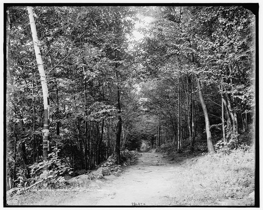 Shady lane, Berkshire Park, Pittsfield, Mass.