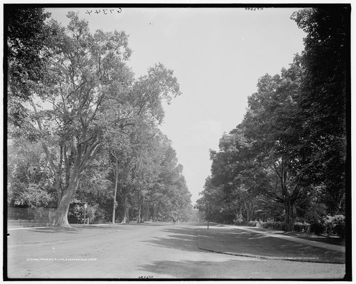 Main St., elms, Stockbridge, Mass.