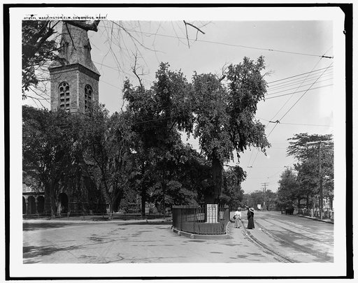 Washington Elm, Cambridge, Mass.