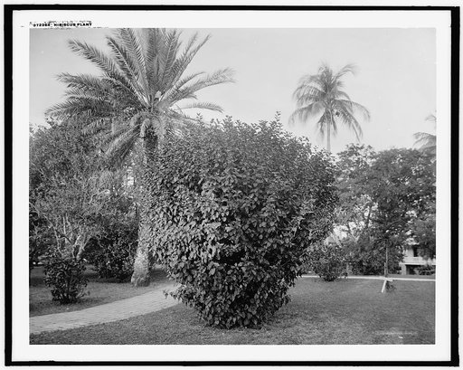Hibiscus plant, [Palm Beach, Fla.