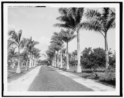 Avenue of royal palms, Musa Isle, Miami, Fla.