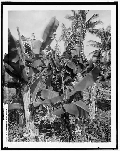 Banana trees and fruit, Miami, Fla.