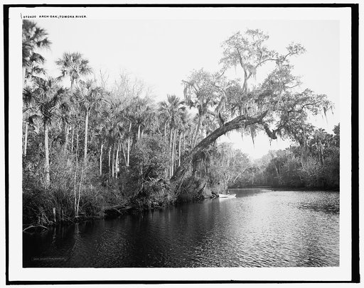 Arch Oak, Tomoka River, [Ormond, Fla.