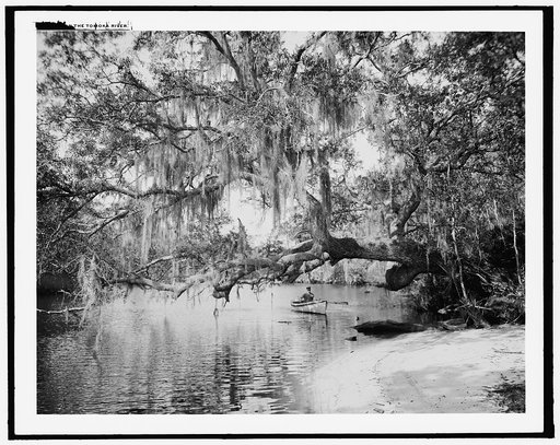 On the Tomoka River