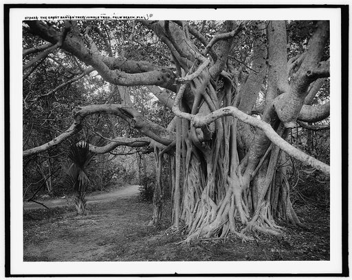 The Great banyon [i.e. banyan] tree, jungle trail, Palm Beach, Fla.