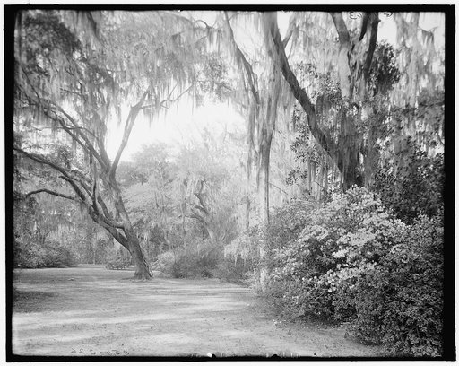 Magnolia-on-the-Ashley (i.e. Magnolia Gardens), the southwest lawn, Charleston, S.C.