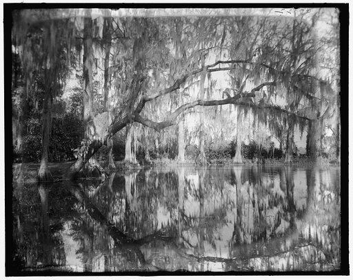 Magnolia-on-the-Ashley (i.e. Magnolia Gardens), upper end of the lake, Charleston, S.C.