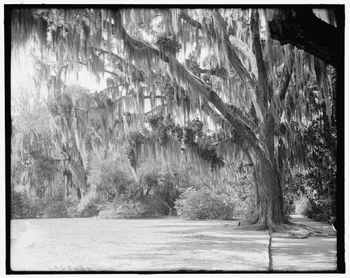 Magnolia-on-the-Ashley (i.e. Magnolia Gardens), azaleas under the oaks, Charleston, S.C.