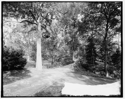 The Big walnut burl near the tomb, Mt. Vernon, Va.