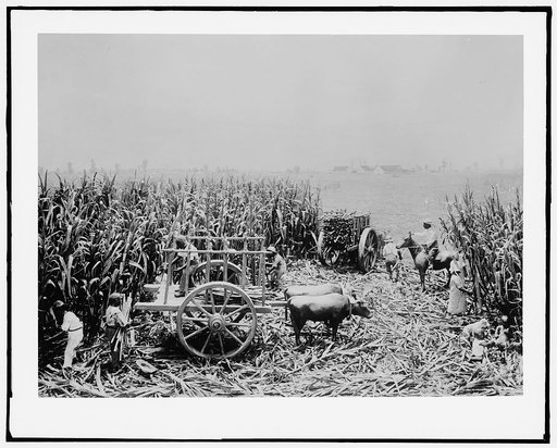 Harvesting sugar cane with an ox cart, Milwaukee Public Museum