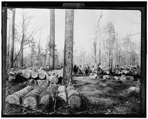 A Lumberman's dream
