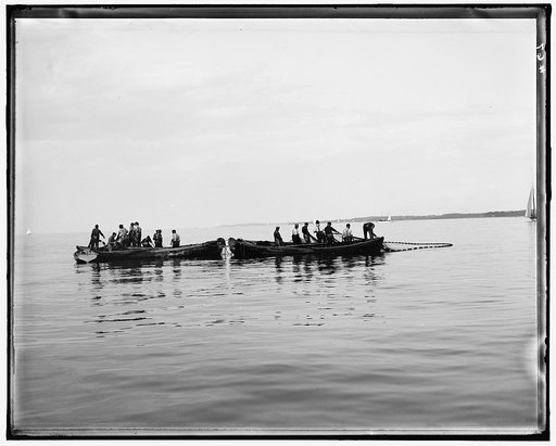 Fishermen in boats pulling in net