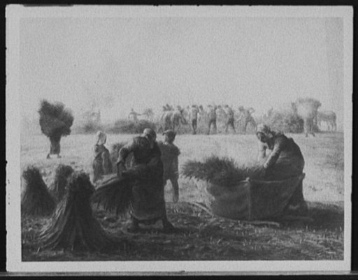 Buckwheat harvest
