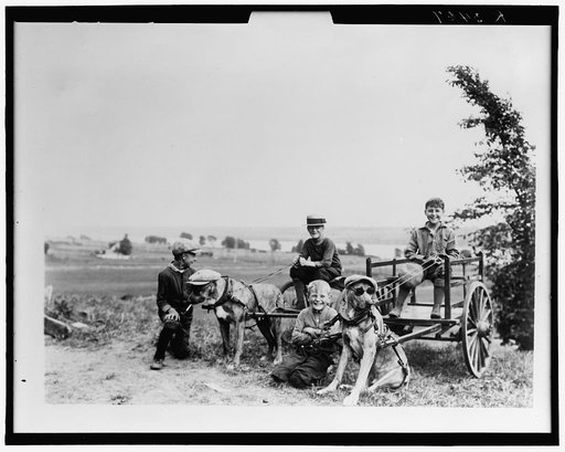 Boys posed with dog carts in field