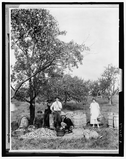 People picking fruit in an orchard