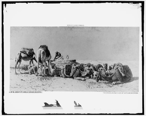 Group of camels, Morocco