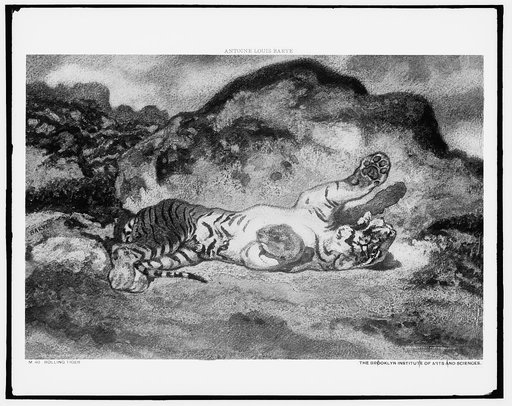Rolling tiger