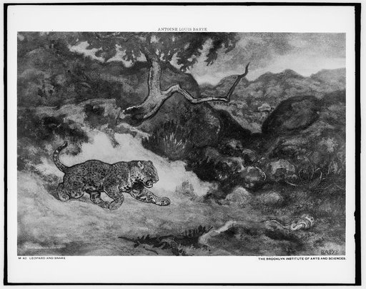Leopard and snake