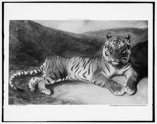 Tiger reclining
