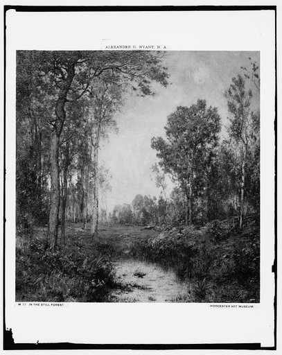 In the still forest